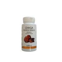 Chaga - Inonotus obliquus - Naturetica